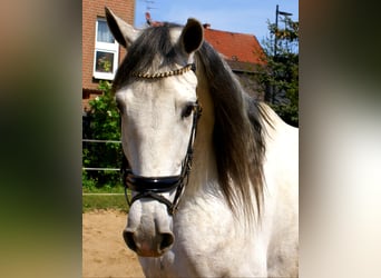 PRE Mix, Wallach, 7 Jahre, 165 cm, Schimmel