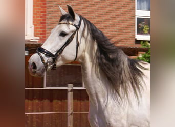 PRE Mix, Wallach, 7 Jahre, 165 cm, Schimmel