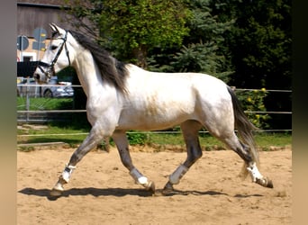 PRE Mix, Wallach, 7 Jahre, 165 cm, Schimmel