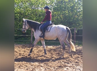 PRE Mix, Wallach, 7 Jahre, 165 cm, Schimmel