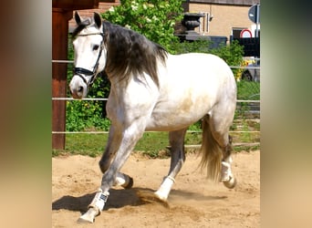 PRE Mix, Wallach, 7 Jahre, 165 cm, Schimmel