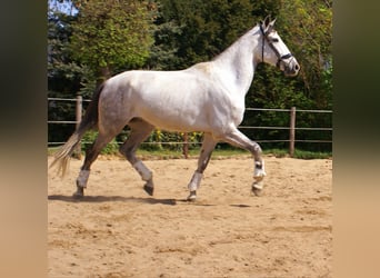 PRE Mix, Wallach, 7 Jahre, 165 cm, Schimmel