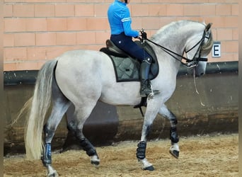 PRE Mix, Wallach, 7 Jahre, 165 cm, Schimmel