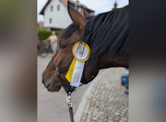 PRE, Wallach, 7 Jahre, 166 cm, Brauner