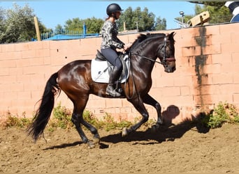 PRE, Wallach, 7 Jahre, 166 cm, Dunkelbrauner