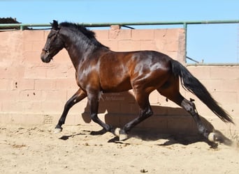 PRE, Wallach, 7 Jahre, 166 cm, Dunkelbrauner