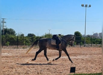 PRE, Wallach, 7 Jahre, 166 cm, Schimmel