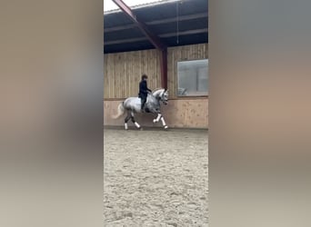 PRE, Wallach, 7 Jahre, 166 cm, Schimmel