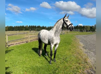 PRE, Wallach, 7 Jahre, 166 cm, Schimmel