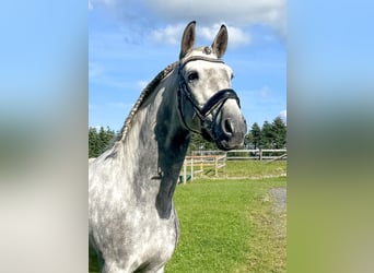 PRE, Wallach, 7 Jahre, 166 cm, Schimmel