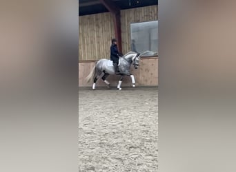 PRE, Wallach, 7 Jahre, 166 cm, Schimmel