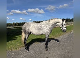 PRE, Wallach, 7 Jahre, 166 cm, Schimmel