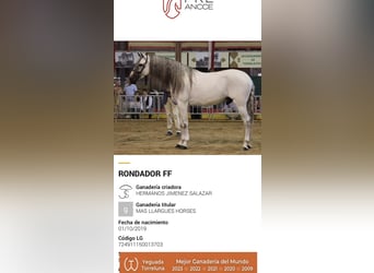 PRE Mix, Wallach, 7 Jahre, 166 cm, Schimmel