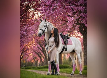 PRE Mix, Wallach, 7 Jahre, 166 cm, Schimmel