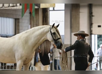 PRE Mix, Wallach, 7 Jahre, 166 cm, Schimmel