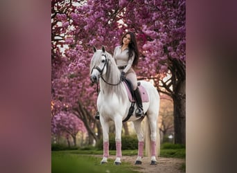 PRE Mix, Wallach, 7 Jahre, 166 cm, Schimmel