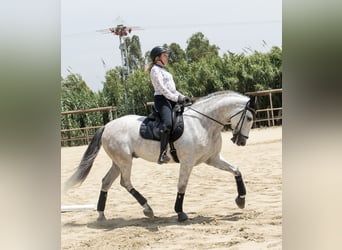 PRE Mix, Wallach, 7 Jahre, 166 cm, Schimmel