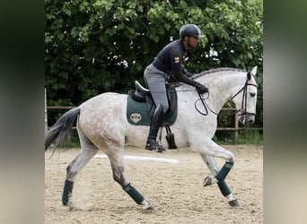PRE Mix, Wallach, 7 Jahre, 166 cm, Schimmel