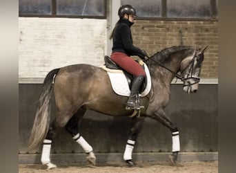 PRE Mix, Wallach, 7 Jahre, 167 cm, Apfelschimmel
