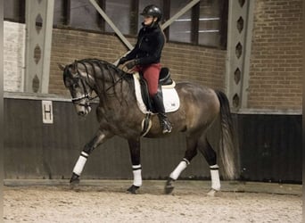 PRE Mix, Wallach, 7 Jahre, 167 cm, Apfelschimmel