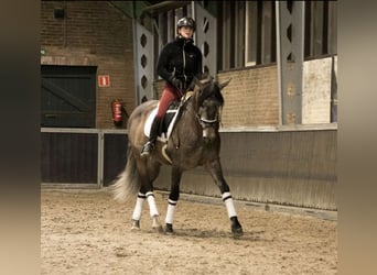 PRE Mix, Wallach, 7 Jahre, 167 cm, Apfelschimmel