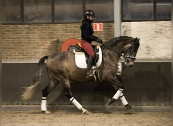 PRE Mix, Wallach, 7 Jahre, 167 cm, Apfelschimmel