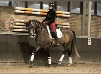 PRE Mix, Wallach, 7 Jahre, 167 cm, Apfelschimmel