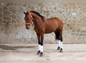 PRE, Wallach, 7 Jahre, 167 cm, Brauner