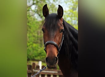 PRE Mix, Wallach, 7 Jahre, 167 cm, Dunkelbrauner