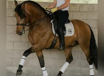PRE Mix, Wallach, 7 Jahre, 167 cm, Overo-alle-Farben