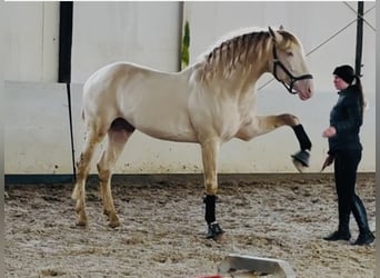 PRE, Wallach, 7 Jahre, 167 cm, Pearl