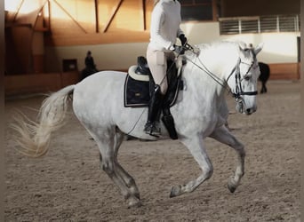 PRE Mix, Wallach, 7 Jahre, 167 cm, Schimmel