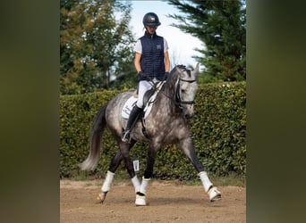 PRE, Wallach, 7 Jahre, 167 cm, Schimmel