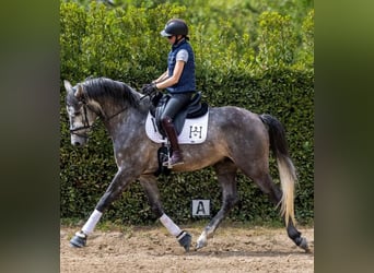 PRE, Wallach, 7 Jahre, 167 cm, Schimmel