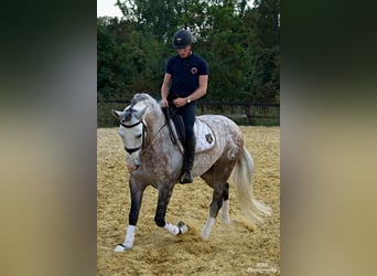 PRE Mix, Wallach, 7 Jahre, 167 cm, Schimmel
