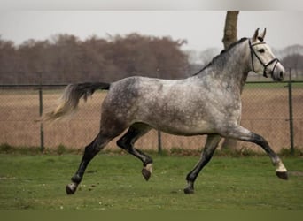 PRE Mix, Wallach, 7 Jahre, 167 cm, Schimmel