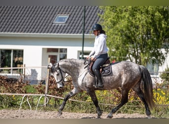 PRE Mix, Wallach, 7 Jahre, 167 cm, Schimmel