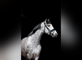 PRE Mix, Wallach, 7 Jahre, 167 cm, Schimmel