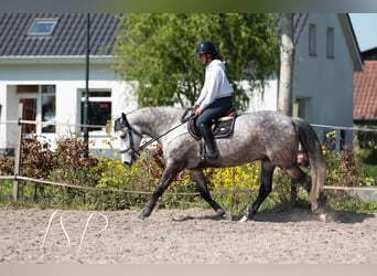 PRE Mix, Wallach, 7 Jahre, 167 cm, Schimmel