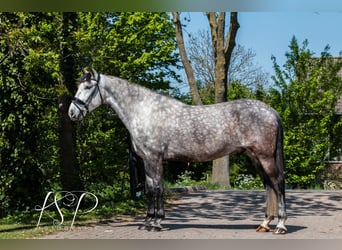 PRE Mix, Wallach, 7 Jahre, 167 cm, Schimmel