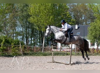PRE Mix, Wallach, 7 Jahre, 167 cm, Schimmel