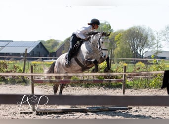 PRE Mix, Wallach, 7 Jahre, 167 cm, Schimmel