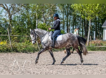 PRE Mix, Wallach, 7 Jahre, 167 cm, Schimmel