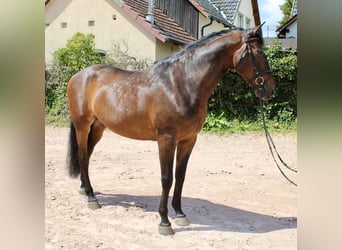 PRE, Wallach, 7 Jahre, 168 cm, Brauner