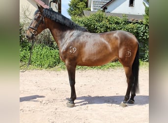 PRE, Wallach, 7 Jahre, 168 cm, Brauner