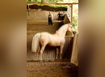 PRE, Wallach, 7 Jahre, 168 cm, Palomino