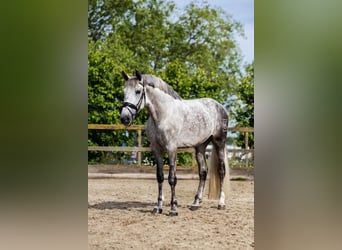 PRE, Wallach, 7 Jahre, 168 cm, Schimmel