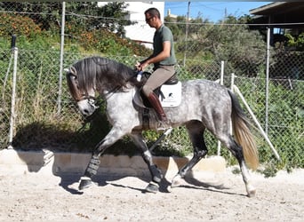 PRE, Wallach, 7 Jahre, 168 cm, Schimmel