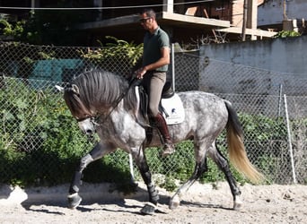 PRE, Wallach, 7 Jahre, 168 cm, Schimmel