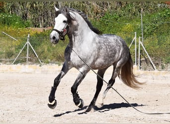 PRE, Wallach, 7 Jahre, 168 cm, Schimmel